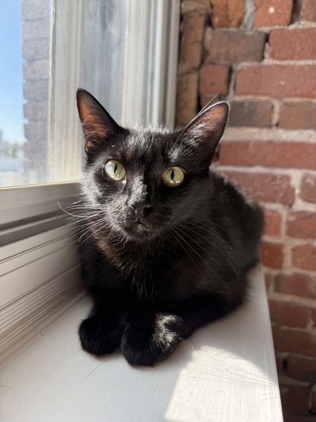 Entry image for Pepper. Clicking this image will show a larger photo