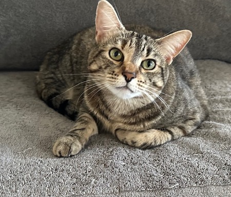 Entry image for Misty. Clicking this image will show a larger photo