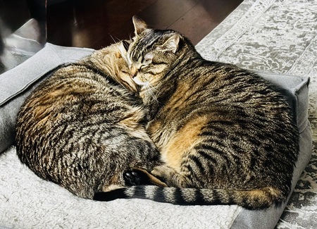 Entry image for Truffles and Raya. Clicking this image will show a larger photo