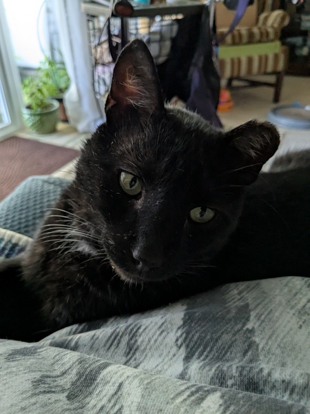 Entry image for Speckles. Clicking this image will show a larger photo