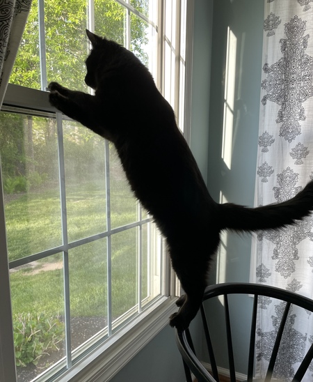 Entry image for Simon. Clicking this image will show a larger photo