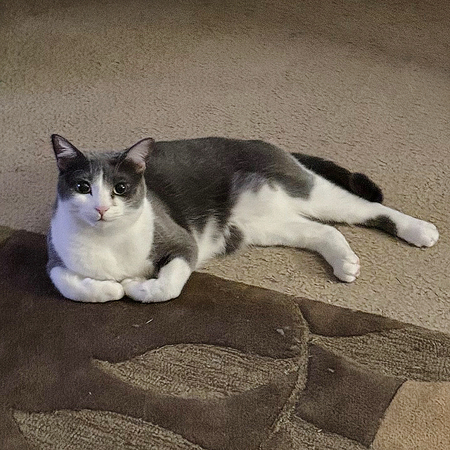 Entry image for Miley. Clicking this image will show a larger photo