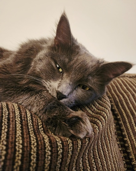 Entry image for Mando . Clicking this image will show a larger photo