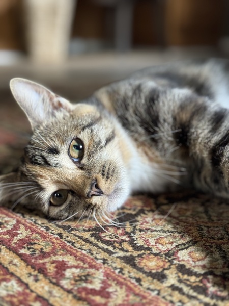 Entry image for Basil. Clicking this image will show a larger photo