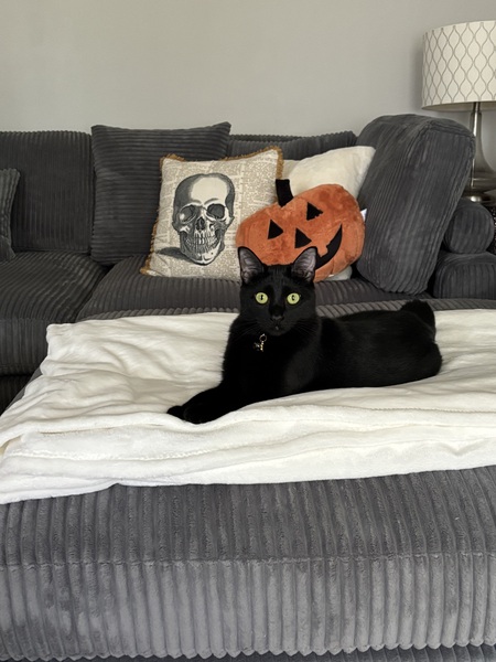 Entry image for Gigi. Clicking this image will show a larger photo