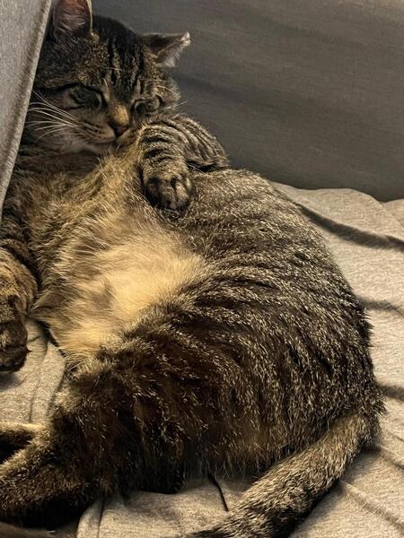 Entry image for Mr. Puffy aka Mr. Puffaluffagus aka Puffmaster Flash. Clicking this image will show a larger photo