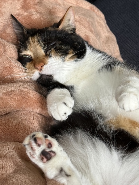 Entry image for Dusty. Clicking this image will show a larger photo