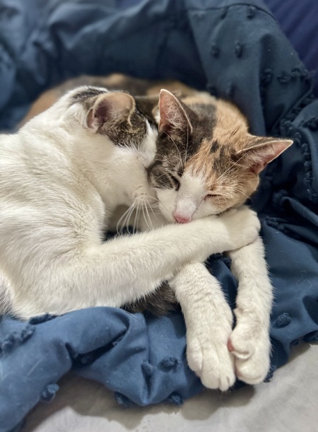 Entry image for Oakie & Autumn. Clicking this image will show a larger photo