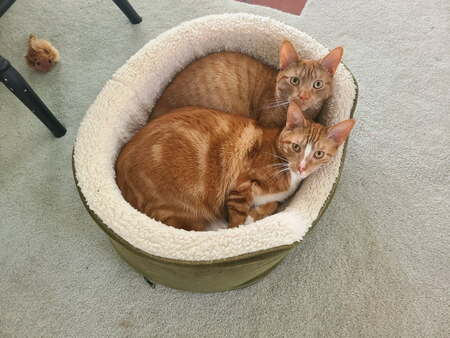 Entry image for Niles & Frasier Perri. Clicking this image will show a larger photo