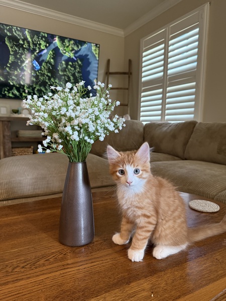 Entry image for Bogey. Clicking this image will show a larger photo