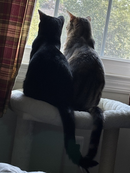 Entry image for Delilah/Lily. Clicking this image will show a larger photo