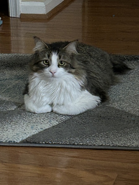 Entry image for Raphael. Clicking this image will show a larger photo