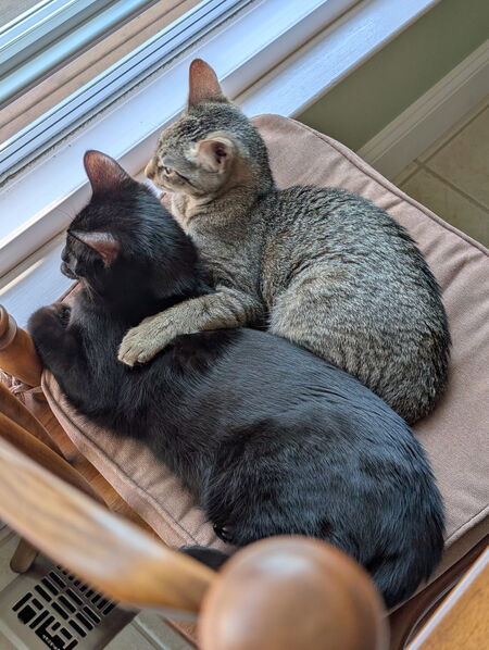 Entry image for Dragon and Willow. Clicking this image will show a larger photo