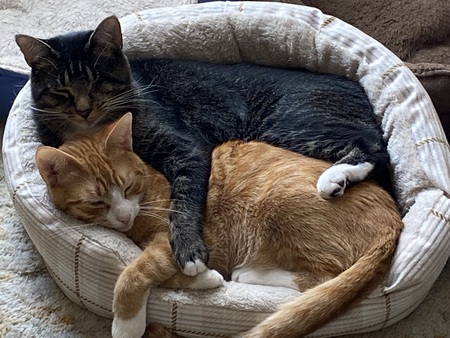 Entry image for Dudley & Mango. Clicking this image will show a larger photo