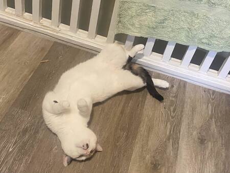 Entry image for Shayna. Clicking this image will show a larger photo