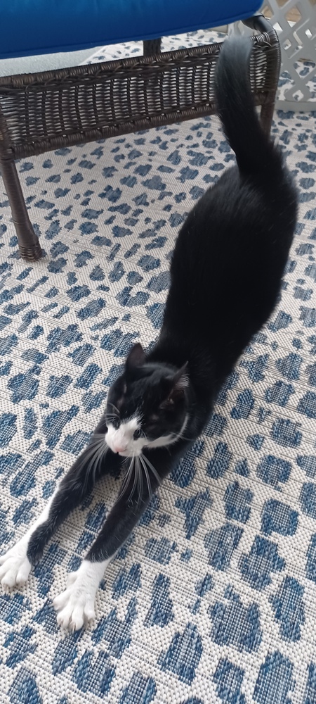 Entry image for Pip Squeak. Clicking this image will show a larger photo