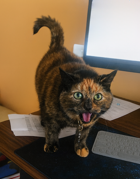 Entry image for Zoey. Clicking this image will show a larger photo