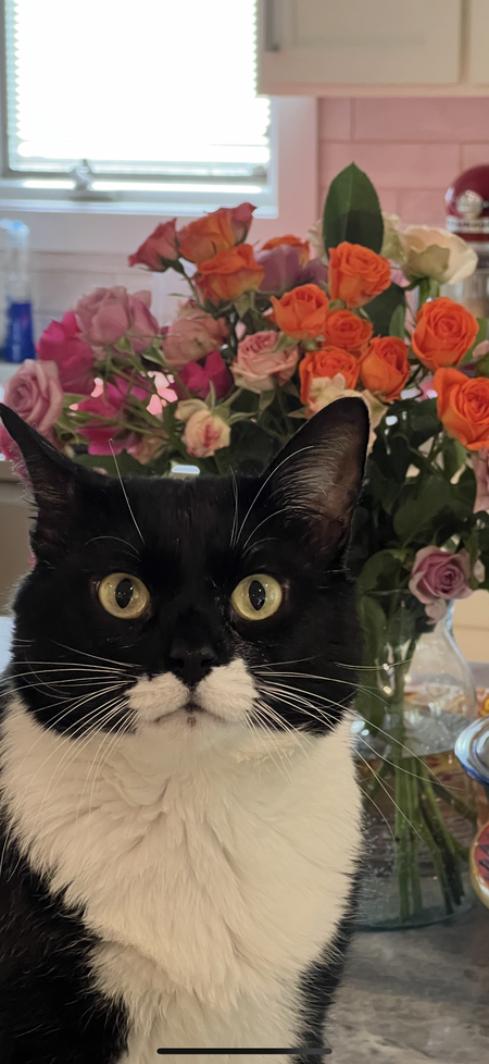 Entry image for Muzz. Clicking this image will show a larger photo