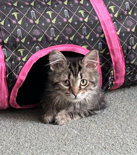 Entry image for Willow. Clicking this image will show a larger photo