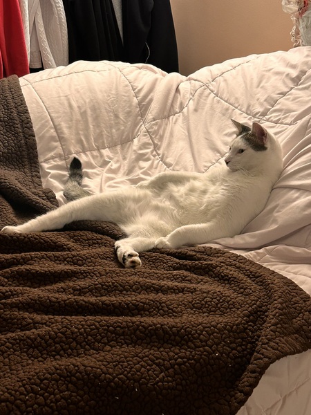 Entry image for Clark. Clicking this image will show a larger photo