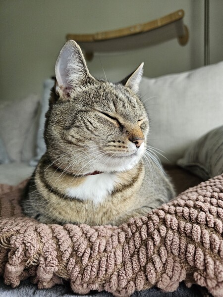 Entry image for Spicy Katt. Clicking this image will show a larger photo