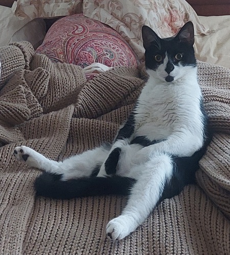 Entry image for Milo. Clicking this image will show a larger photo