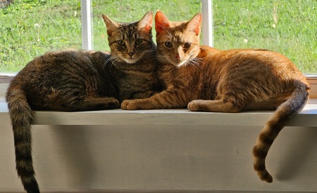 Entry image for Nova & Mango. Clicking this image will show a larger photo