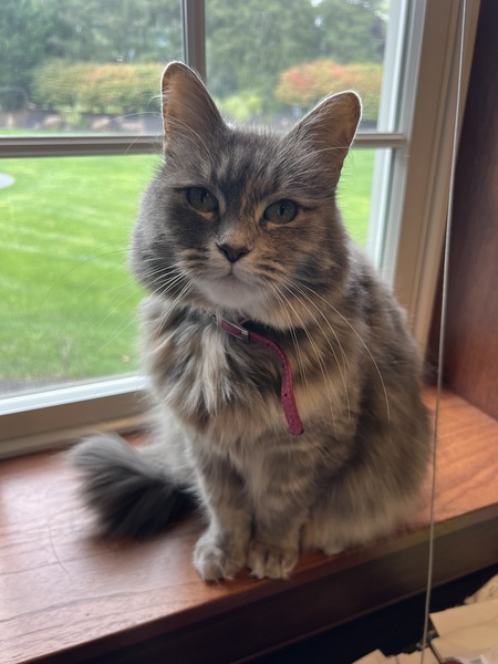 Entry image for Cali. Clicking this image will show a larger photo