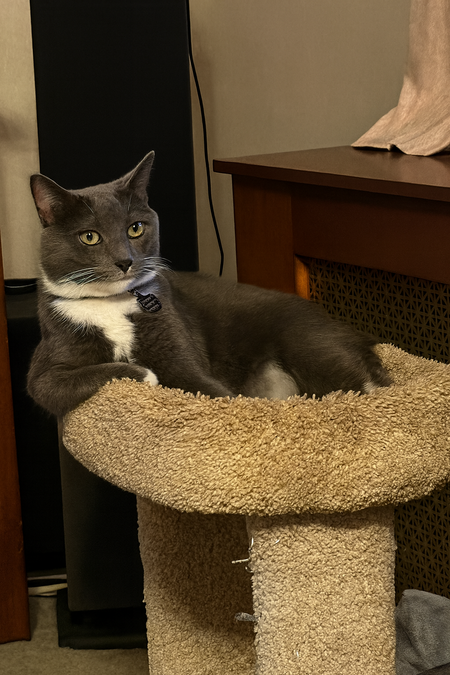 Entry image for Calvin. Clicking this image will show a larger photo