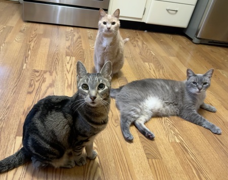 Entry image for Champ (Spunky) Joey and Bean. Clicking this image will show a larger photo