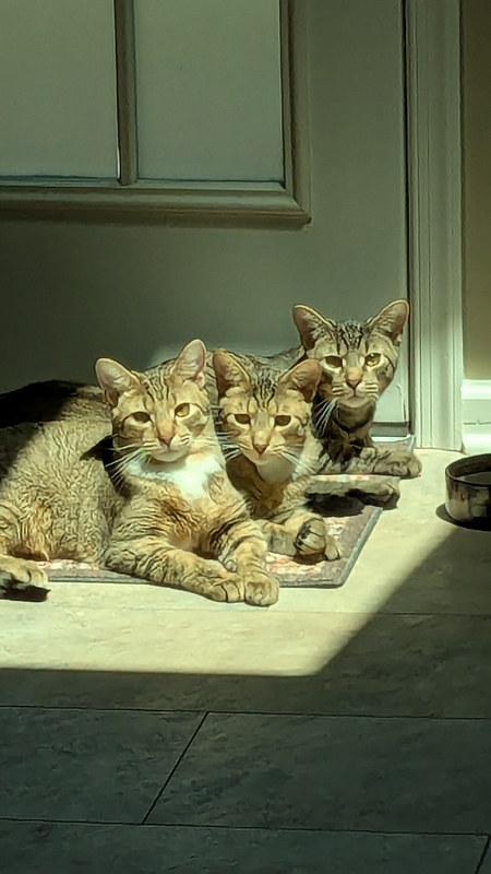 Entry image for Lion ,Tiger and Bear. Clicking this image will show a larger photo