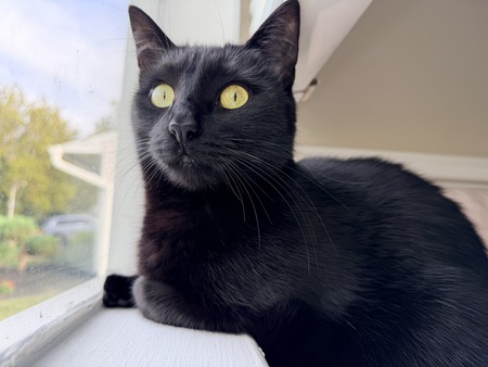 Entry image for Shadow. Clicking this image will show a larger photo