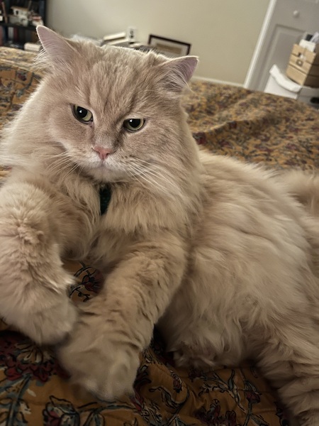 Entry image for Baxter. Clicking this image will show a larger photo