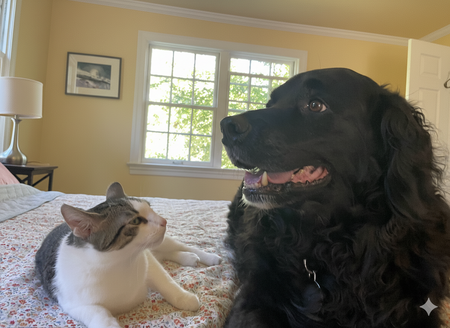 Entry image for Oggy. Clicking this image will show a larger photo