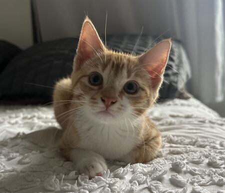 Entry image for Duck. Clicking this image will show a larger photo