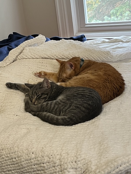 Entry image for Quinn. Clicking this image will show a larger photo