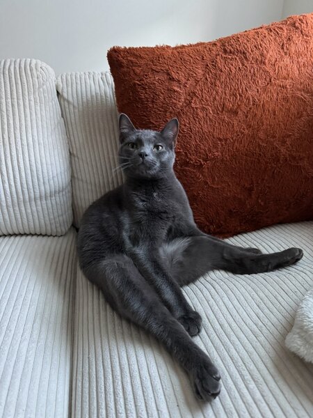 Entry image for Goose. Clicking this image will show a larger photo