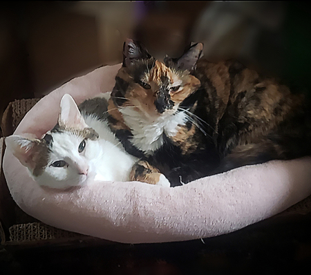 Entry image for Rhea and Nugget. Clicking this image will show a larger photo