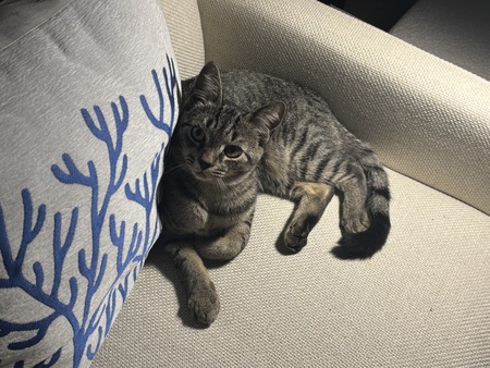 Entry image for Junebug. Clicking this image will show a larger photo