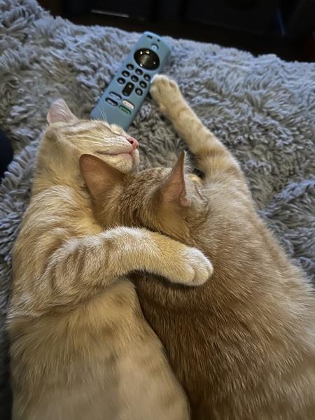 Entry image for Phoebe and Fergie. Clicking this image will show a larger photo