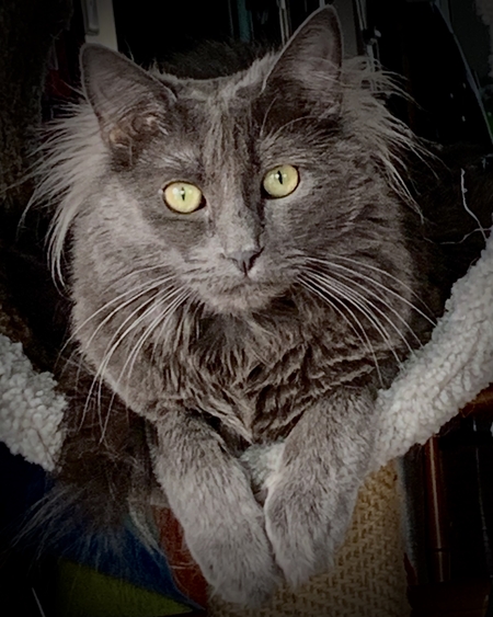 Entry image for Griffin. Clicking this image will show a larger photo