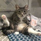 Entry image for Socks