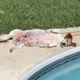 Entry image for Luna