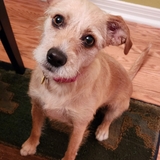Entry image for Lola 