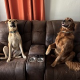 Entry image for Goldie and Bentley 