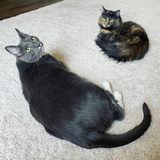 Entry image for Tubby & Binx