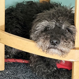 Entry image for Lenny