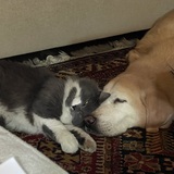 Entry image for Duke and Mochi