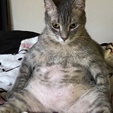 Entry image for Remy