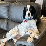 Entry image for Graham 